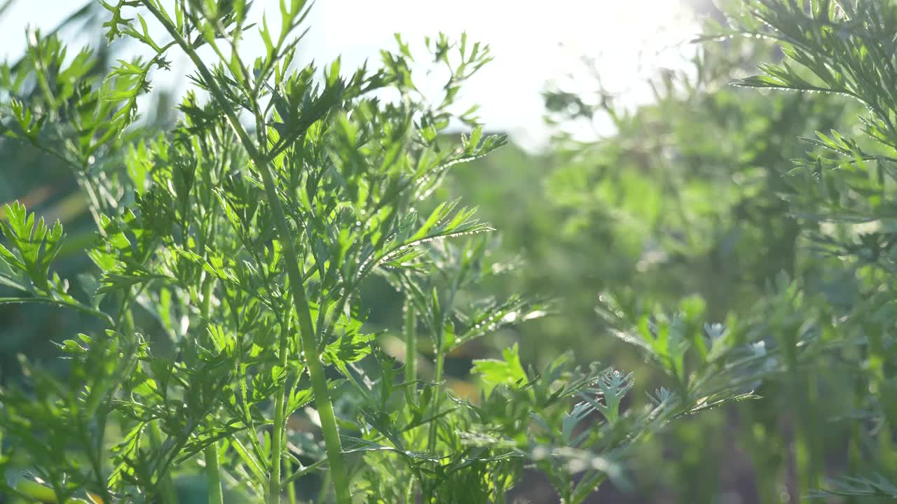 长而浓密的绿草茎在背光地里生长视频素材