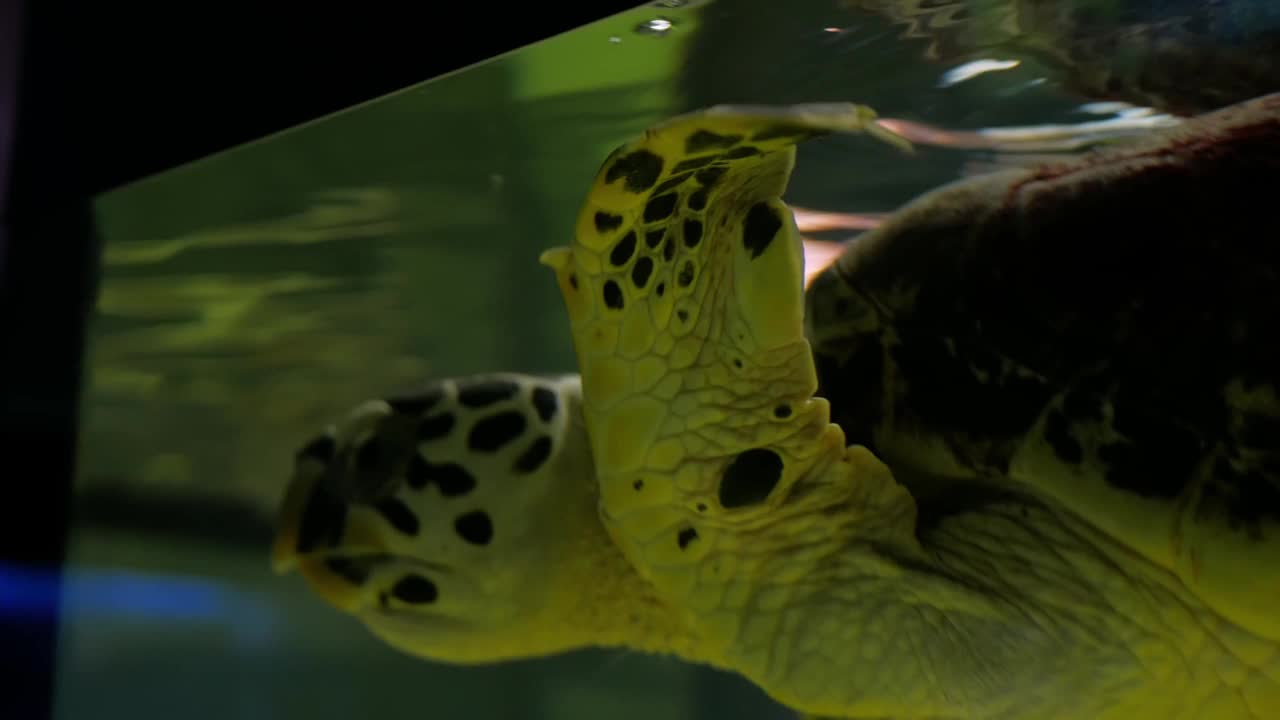 大海龟在水族馆里游泳，是宠物，是海洋馆。视频素材