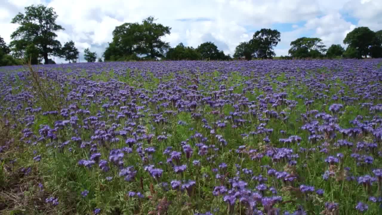 钟穗领域视频素材