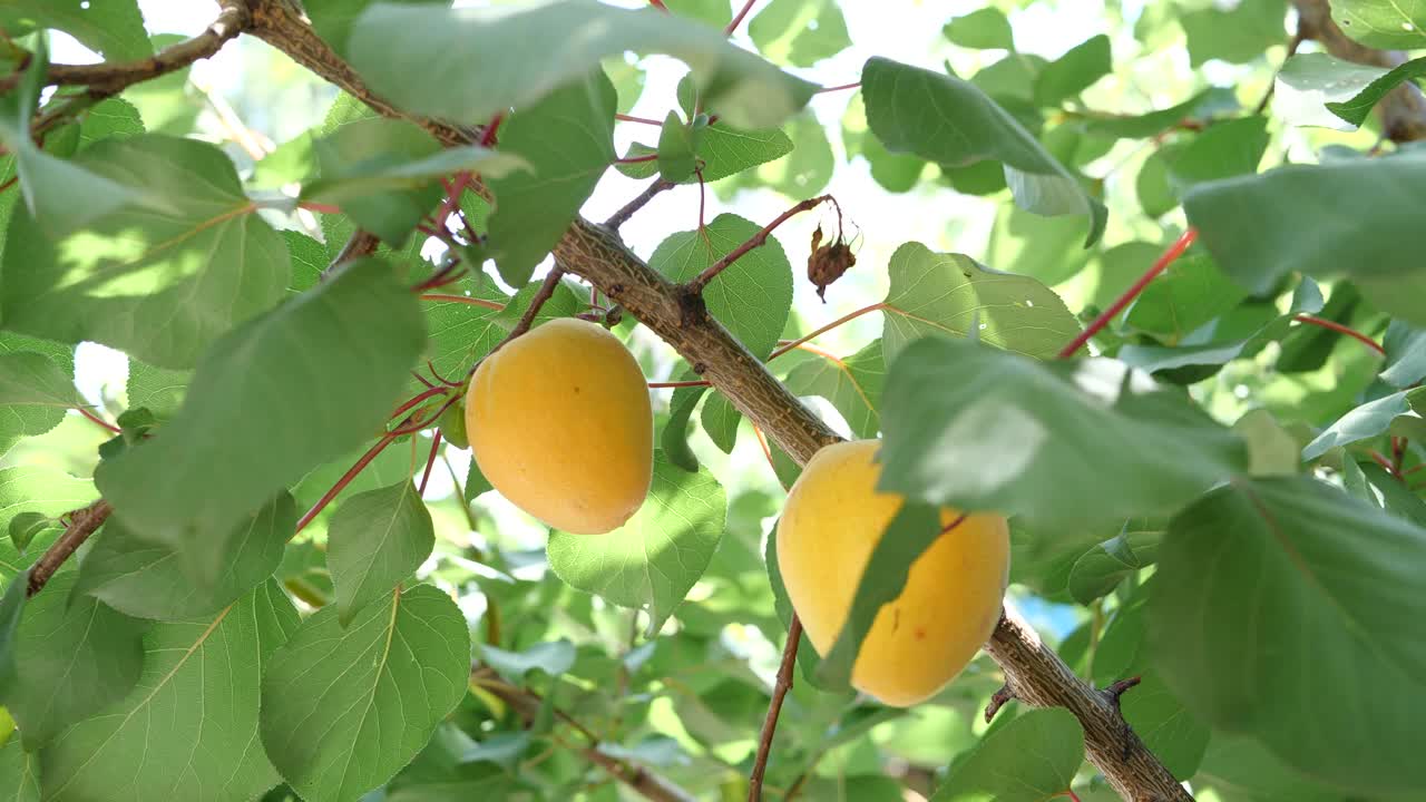 阳光灿烂的日子里，成熟的杏子在树枝上成熟视频素材