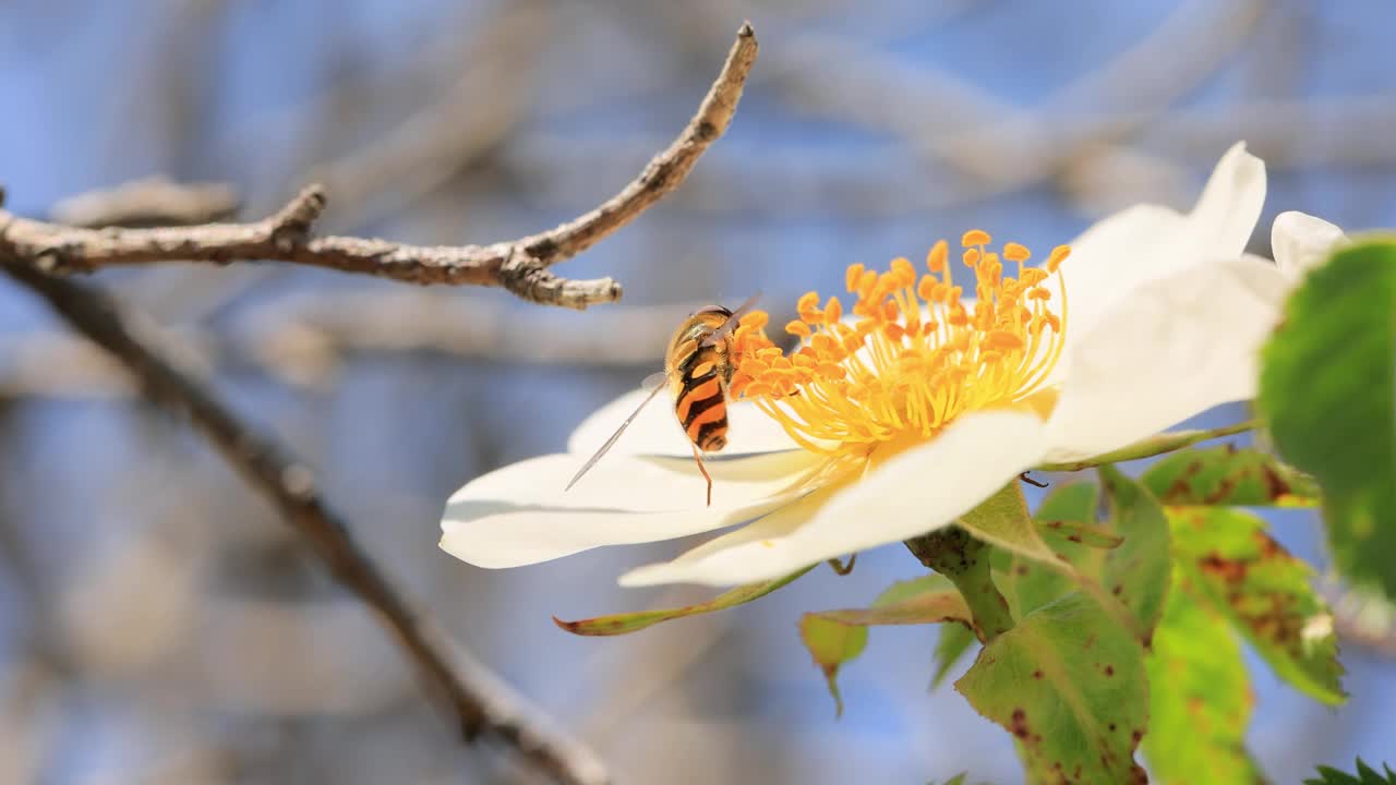 食蚜蝇、花蝇或食蚜蝇，昆虫科食蚜蝇。它们伪装成危险的昆虫黄蜂和蜜蜂。许多种类的成虫主要以花蜜和花粉为食。视频素材