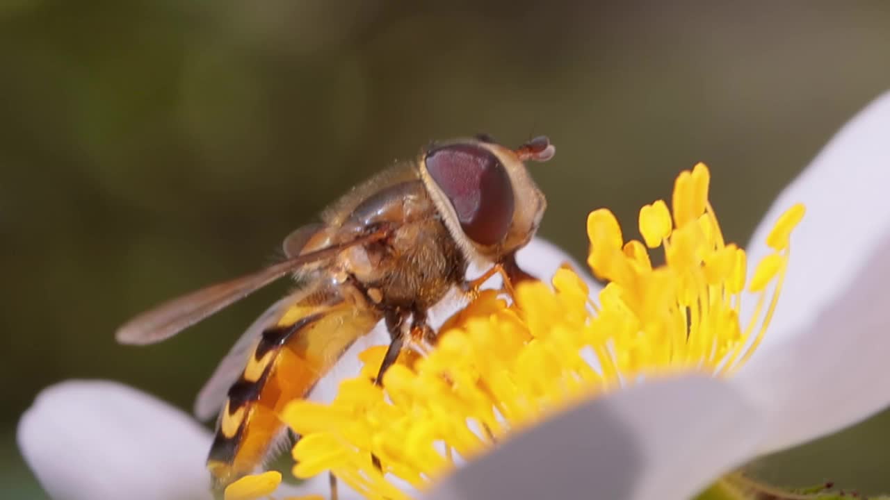 食蚜蝇、花蝇或食蚜蝇，昆虫科食蚜蝇。它们伪装成危险的昆虫黄蜂和蜜蜂。许多种类的成虫主要以花蜜和花粉为食。视频素材