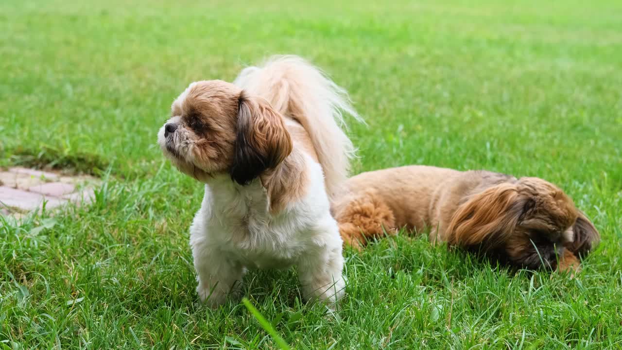 小狗西施在绿色的草坪上。视频素材