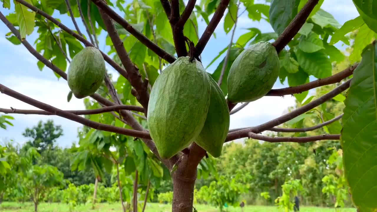 泰国的可可水果种植园视频素材