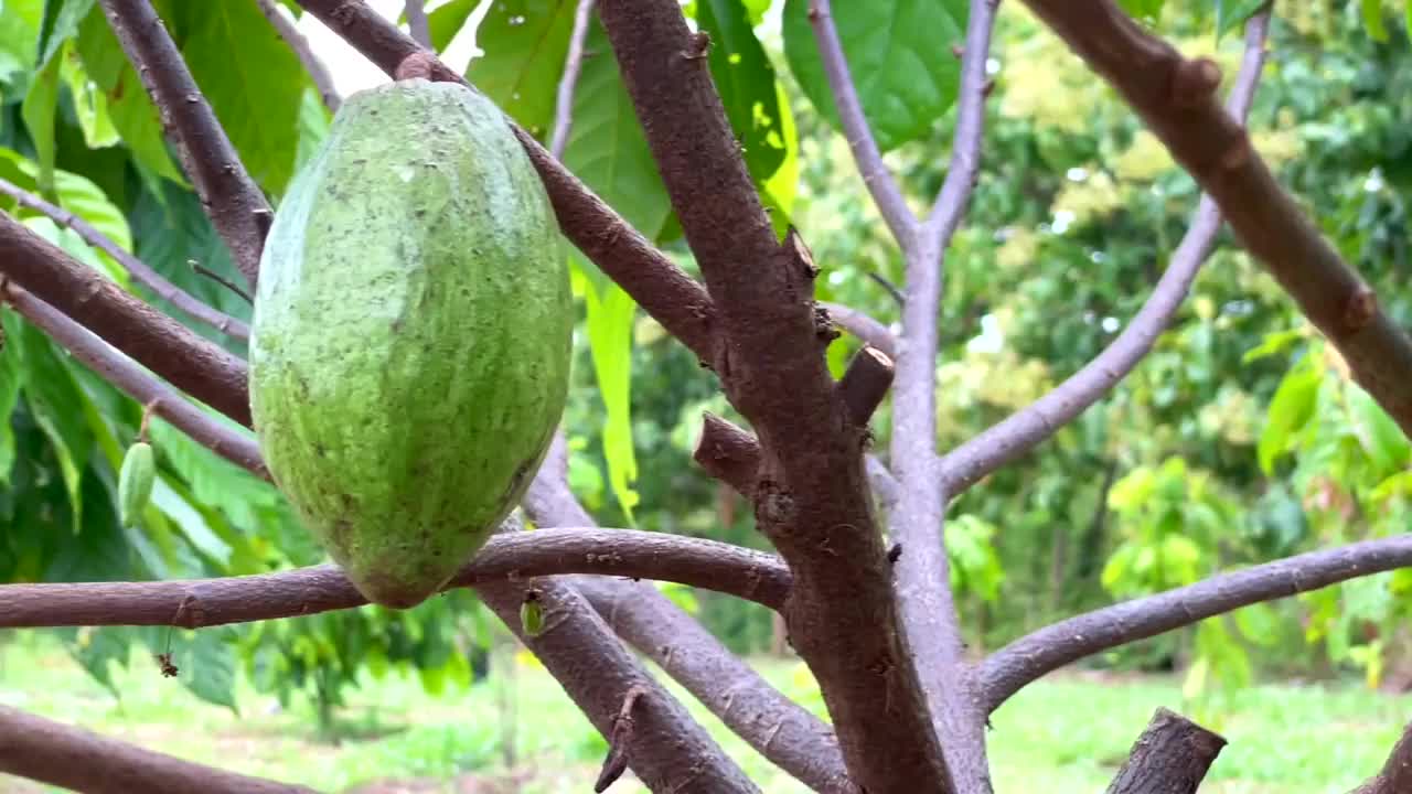泰国的可可水果种植园视频下载