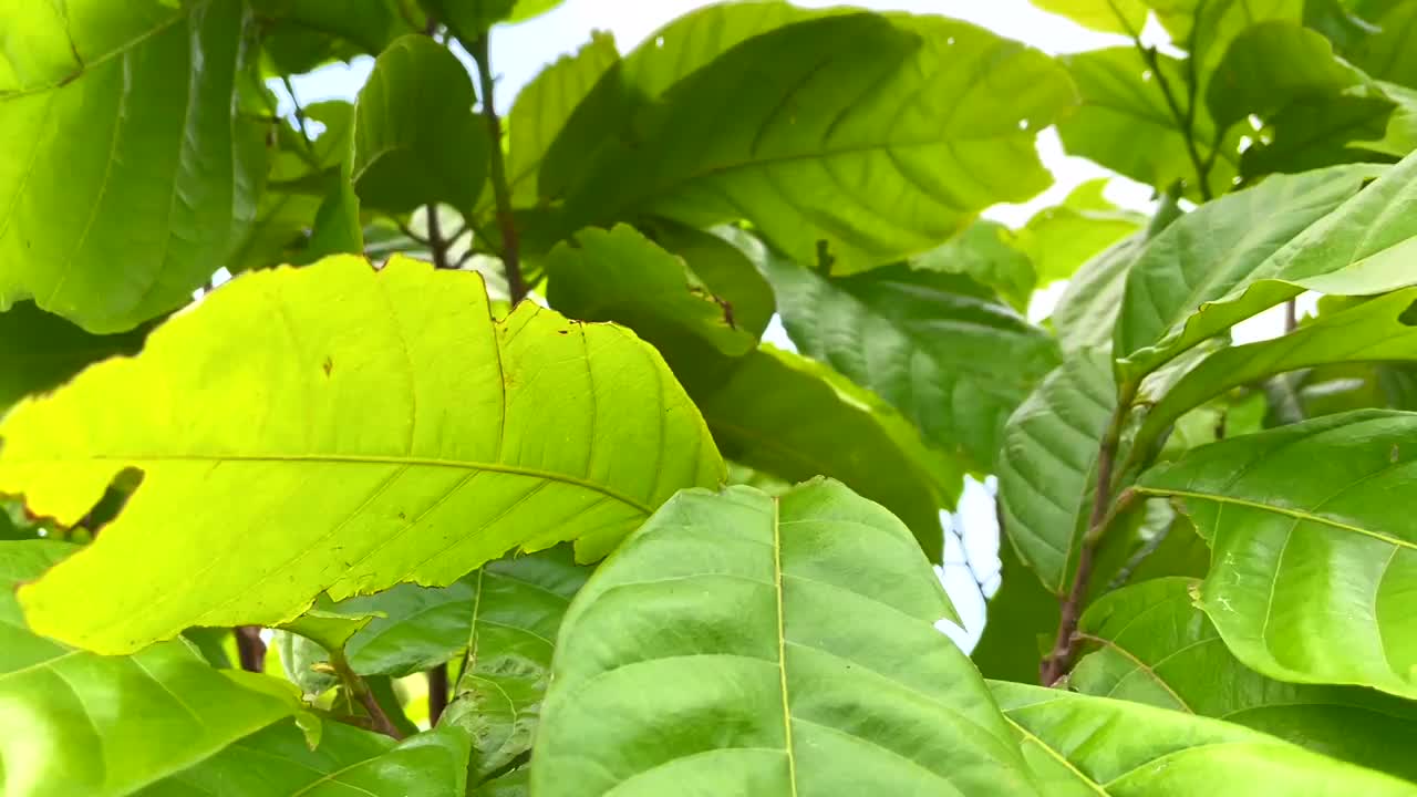 泰国的可可水果种植园视频素材