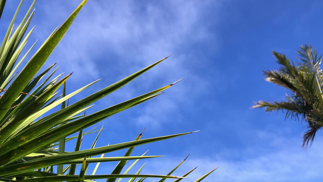 棕榈叶映衬蓝天，空间为文字。视频素材