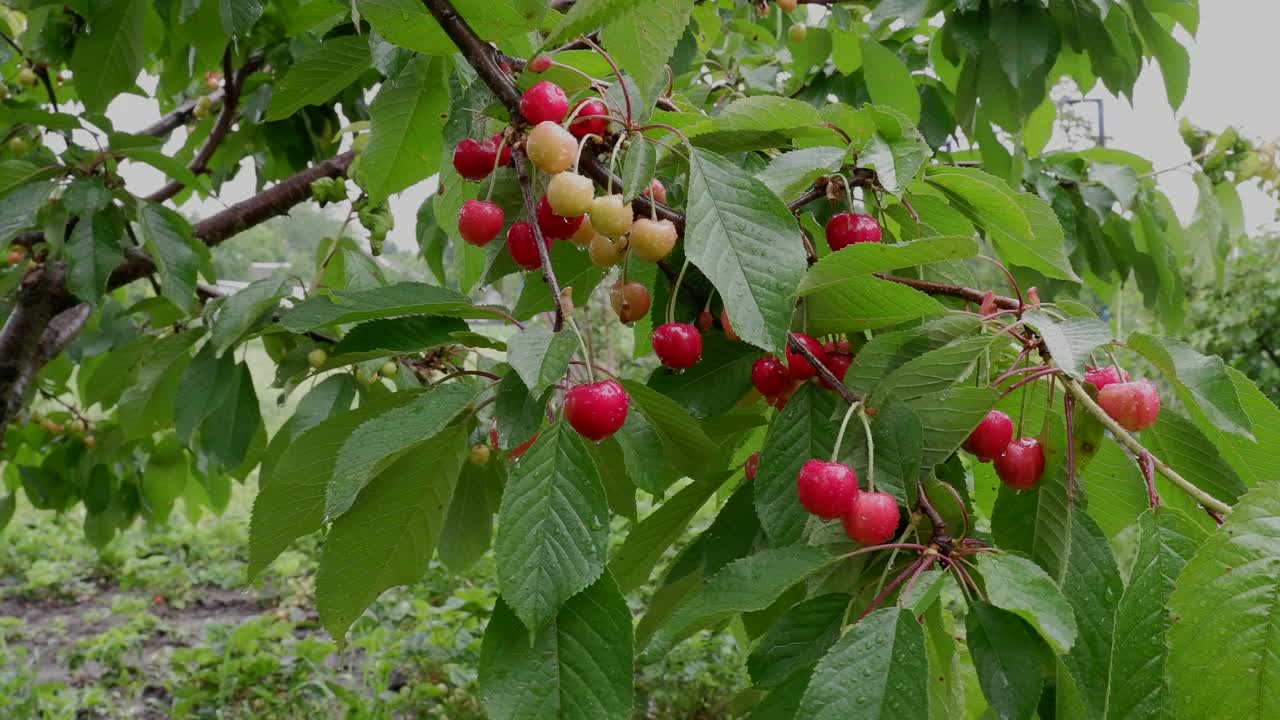 下雨天在风中摇着樱桃的树枝。果园。视频素材