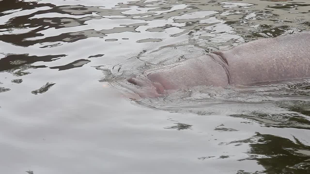 河马在池塘里游泳和潜水。水里的动物，特写镜头。视频素材