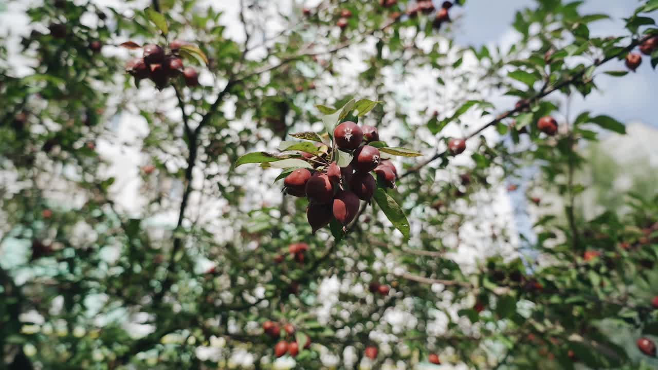 院子里的一棵苹果树上结着漂亮的红色果实。水果的特写镜头视频素材