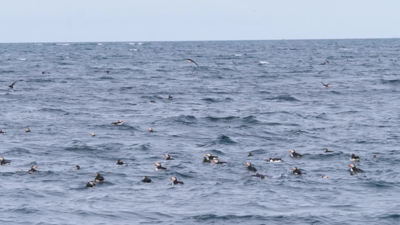 一群海雀在冰岛的海面上低空飞行视频素材