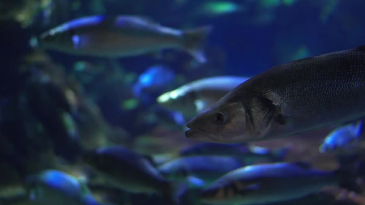 鱼在水族馆视频素材