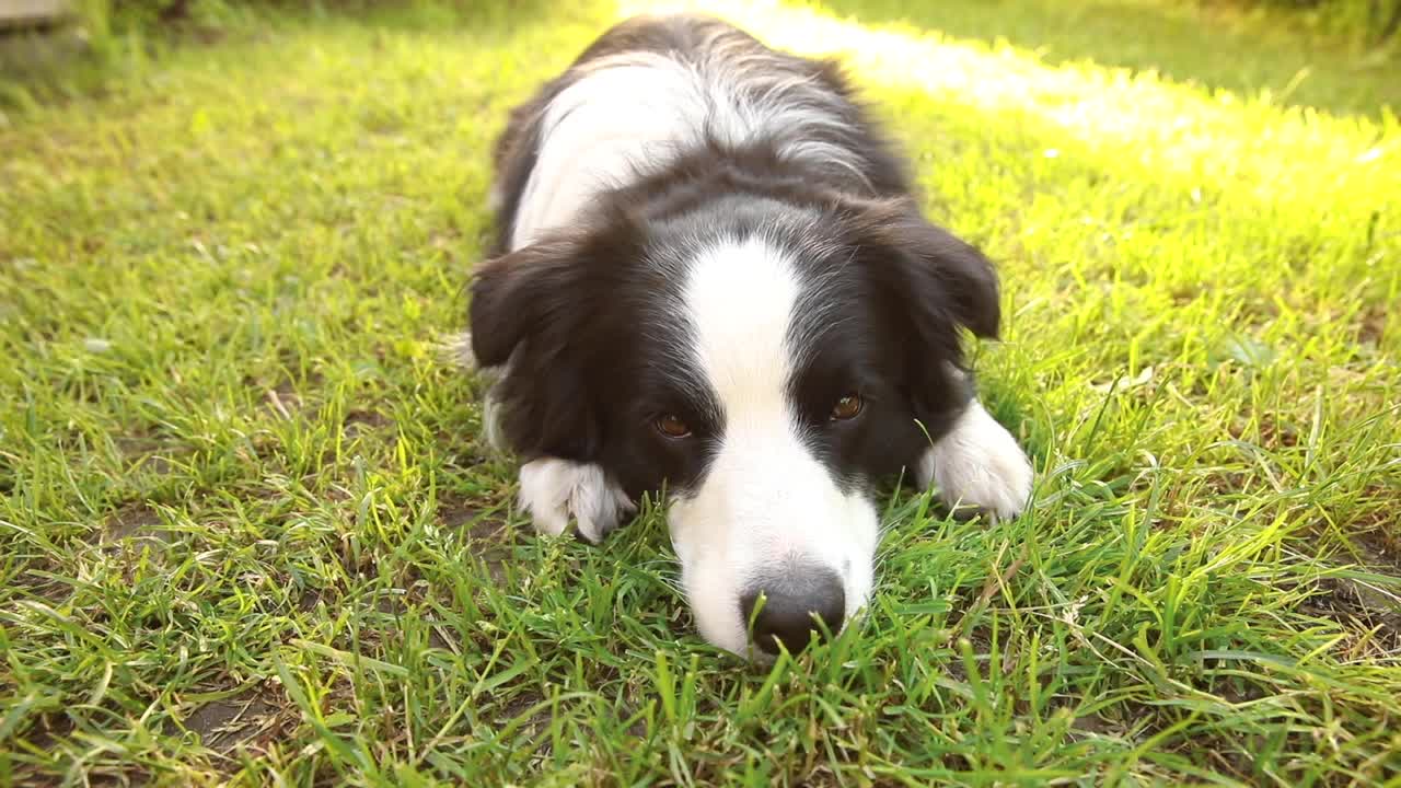 可爱微笑小狗的户外肖像边境牧羊犬躺在草地公园的背景。在阳光明媚的夏日里，有一张滑稽脸的小狗在户外。宠物护理和有趣的动物生活理念视频素材