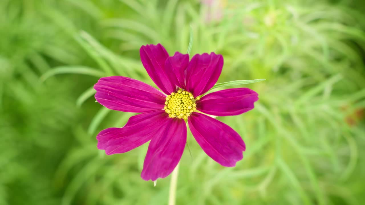 大的紫色开花的宇宙花，黄色的花冠宏观时间推移视频素材