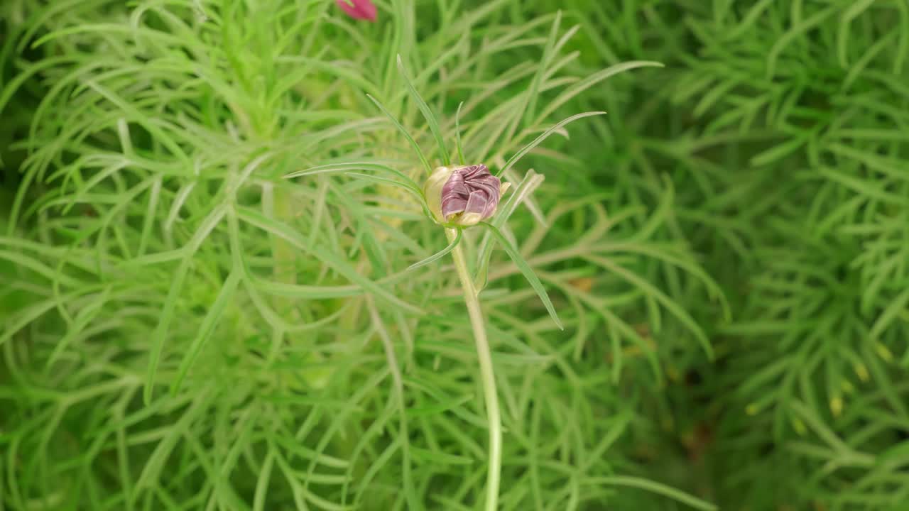 大的红色开花的花有黄色的花冠宏观时间推移视频素材