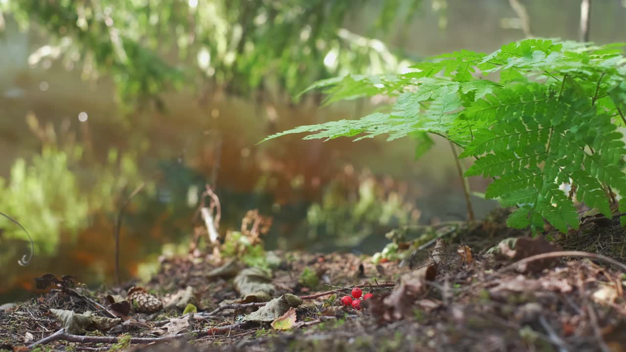 蕨类植物的叶子在一个森林湖的背景上，选择性聚焦。初秋，大自然背景在阳光下，蕨叶在风中摇曳。视频素材