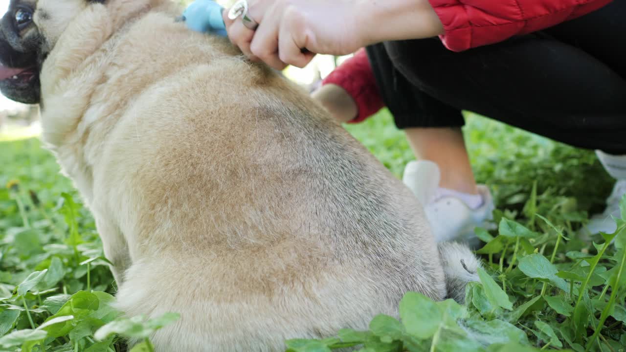 特写镜头梳理狗的皮毛和毛发，梳理动物的毛发视频素材