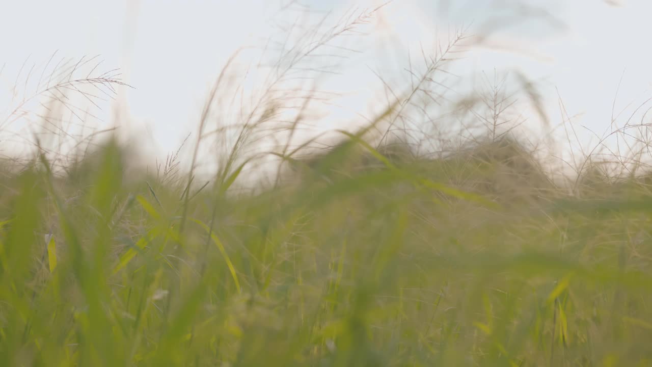 稻田里有风的概念。它是有益于健康的蔬菜。4 k决议。视频素材