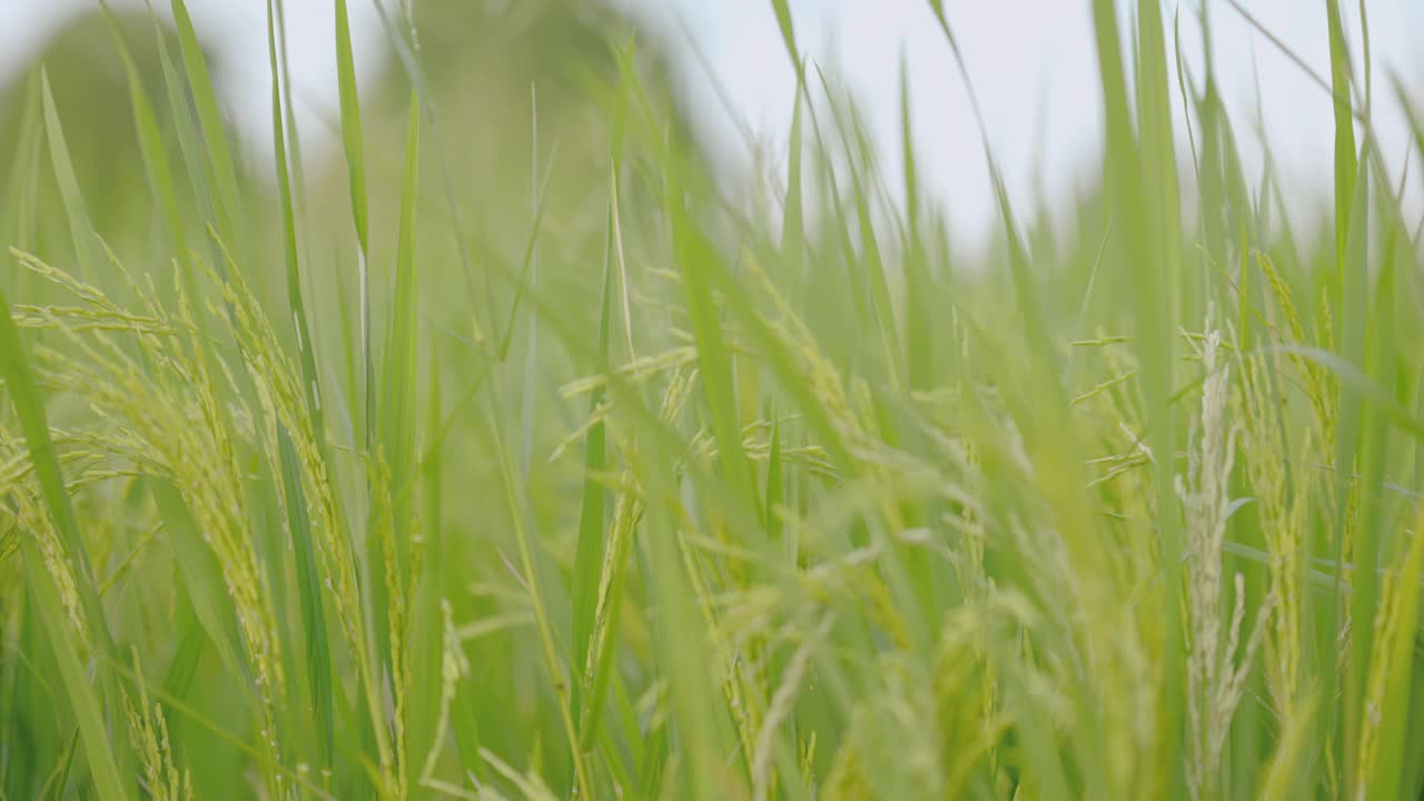 稻田里有风的概念。它是有益于健康的蔬菜。4 k决议。视频素材