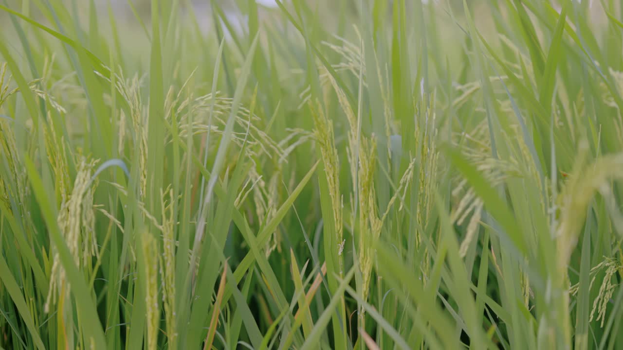 稻田里有风的概念。它是有益于健康的蔬菜。4 k决议。视频素材