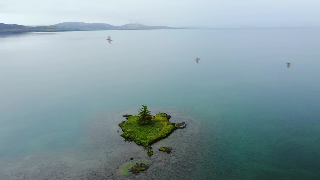 在冰岛，鸟群在小岛上空盘旋视频素材