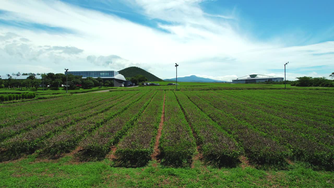 韩国济州岛奥苏洛克绿茶田的风景视频素材