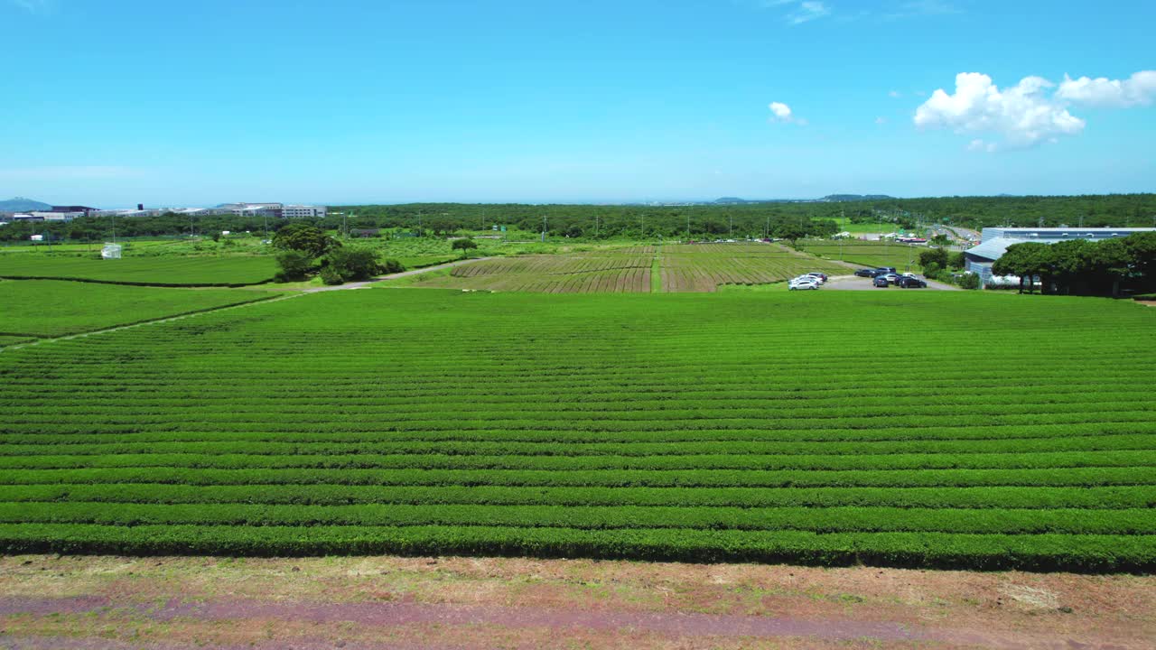 韩国济州岛奥苏洛克绿茶田的风景视频素材