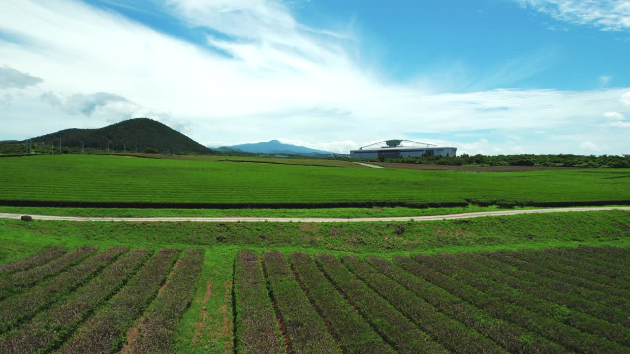 韩国济州岛奥苏洛克绿茶田的风景视频素材