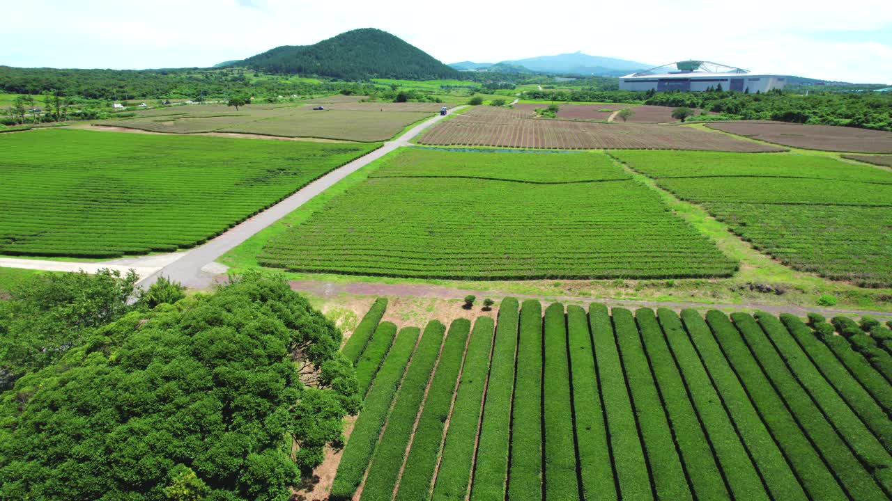 韩国济州岛奥苏洛克绿茶田的风景视频素材