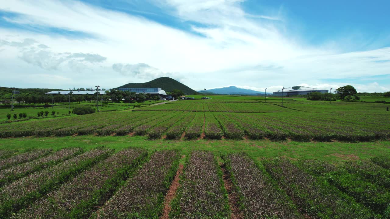 韩国济州岛奥苏洛克绿茶田的风景视频素材