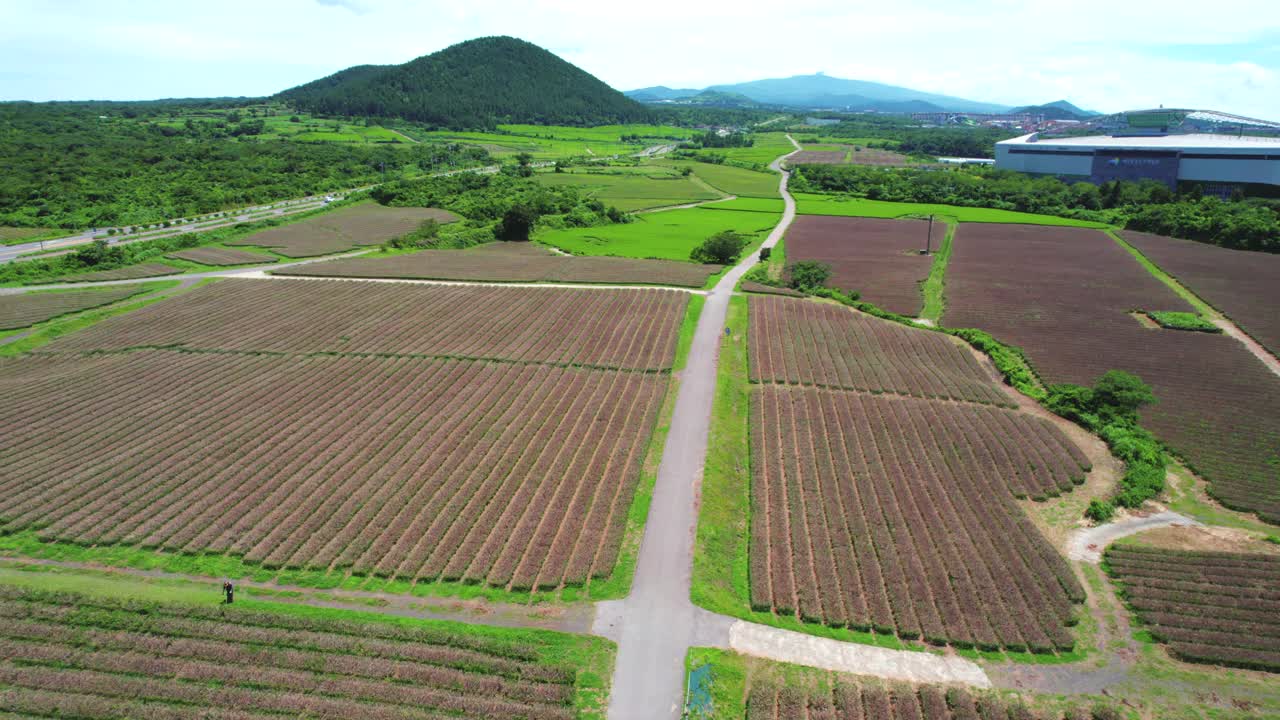 韩国济州岛奥苏洛克绿茶田的风景视频素材