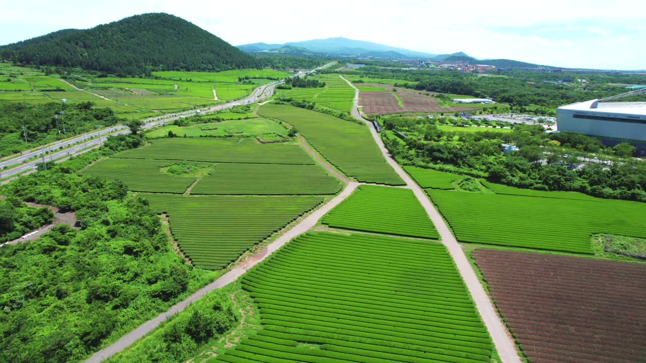 韩国济州岛奥苏洛克绿茶田的风景视频素材