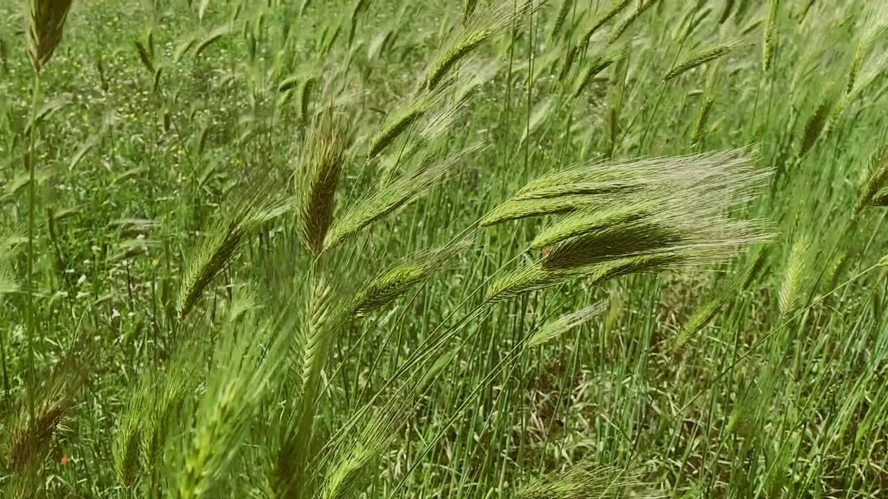 绿色的麦田，风在慢动作视频下载