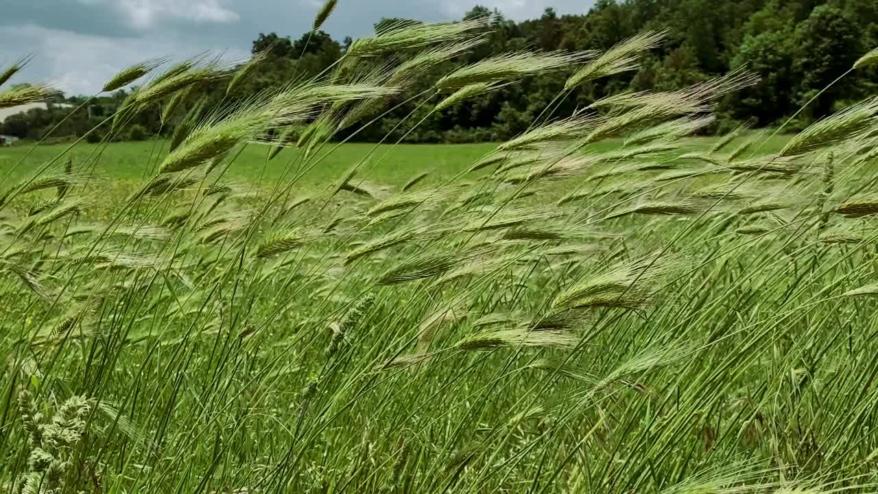 在一个阳光灿烂的日子里，风吹在小麦上视频下载