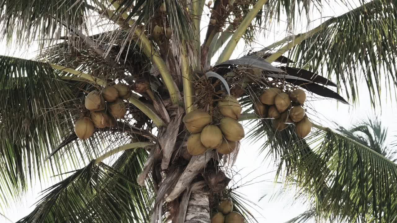 在非洲的桑给巴尔，有许多成熟的黄色椰子的棕榈树视频素材