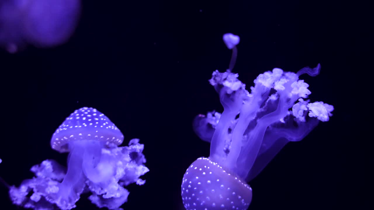 在水族馆里游泳的发光水母视频素材