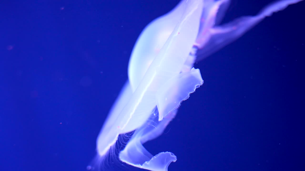 在水族馆里游泳的发光水母视频素材