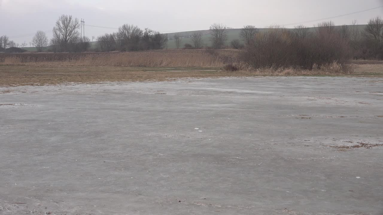 美丽的德国牧羊犬在冰上玩耍视频下载
