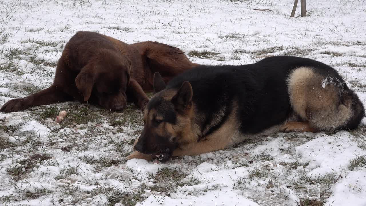 一只德国牧羊犬和一只巧克力色的拉布拉多寻回犬躺在雪地里视频素材