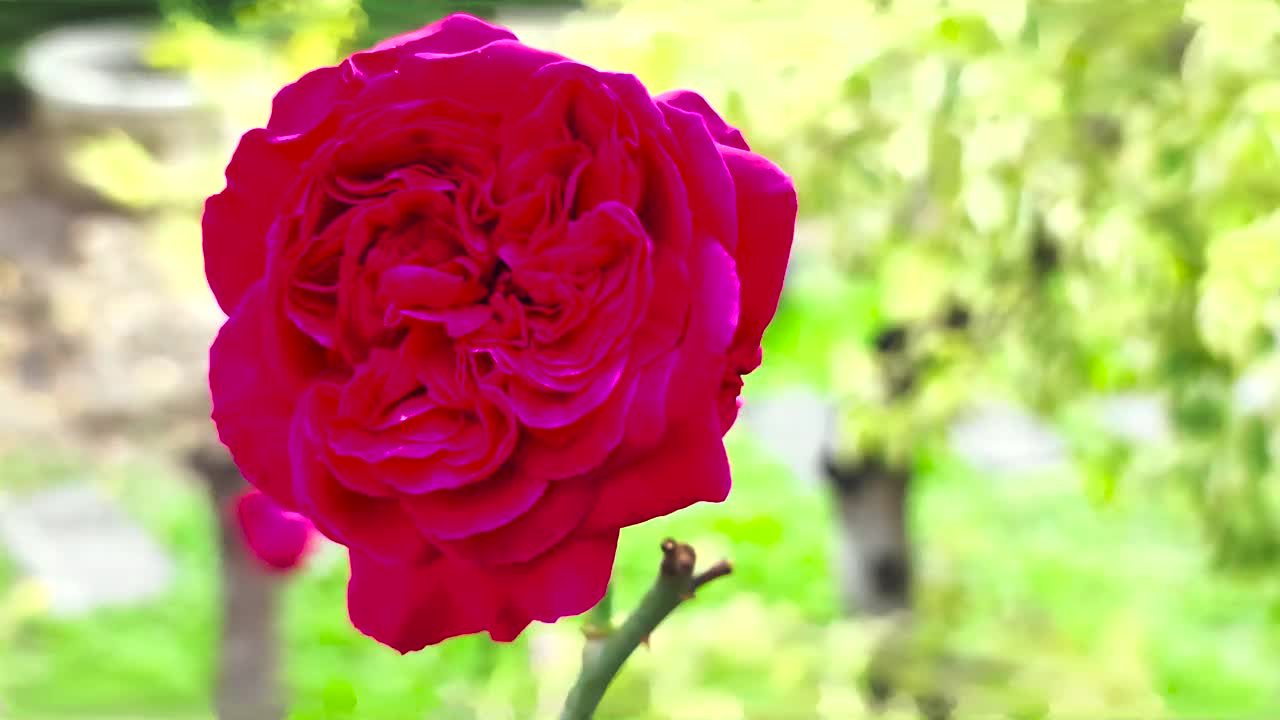 4k镜头的平移运动红色有机玫瑰与焦点和手动模糊的焦点背景。视频素材