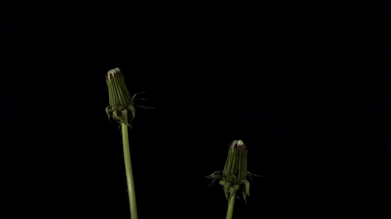在黑色背景上生长和开放的蒲公英植物，时间流逝视频下载
