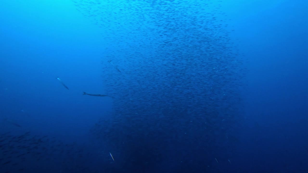 水下场景-梭鱼追逐沙丁鱼诱饵球视频素材