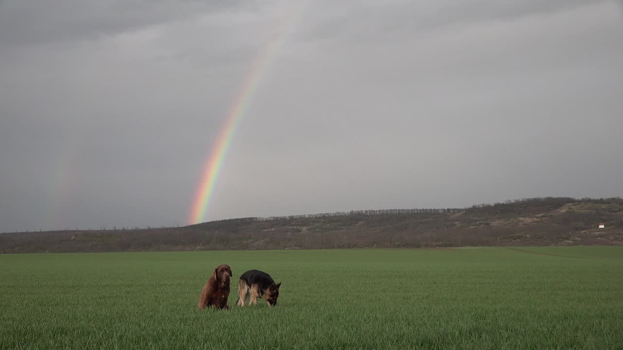 两只狗在绿色的田野上画着彩虹视频下载