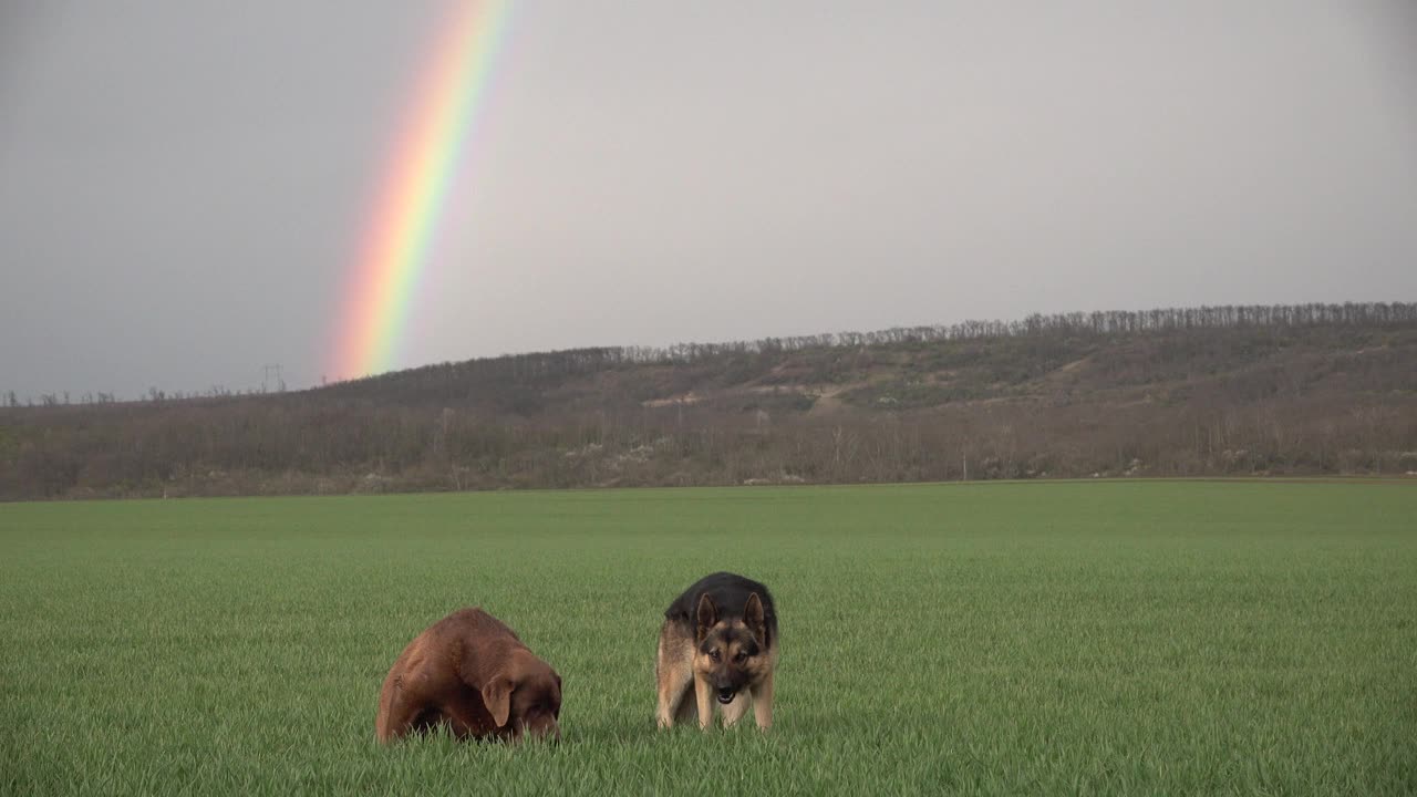 两只狗在绿色的田野上画着彩虹视频下载