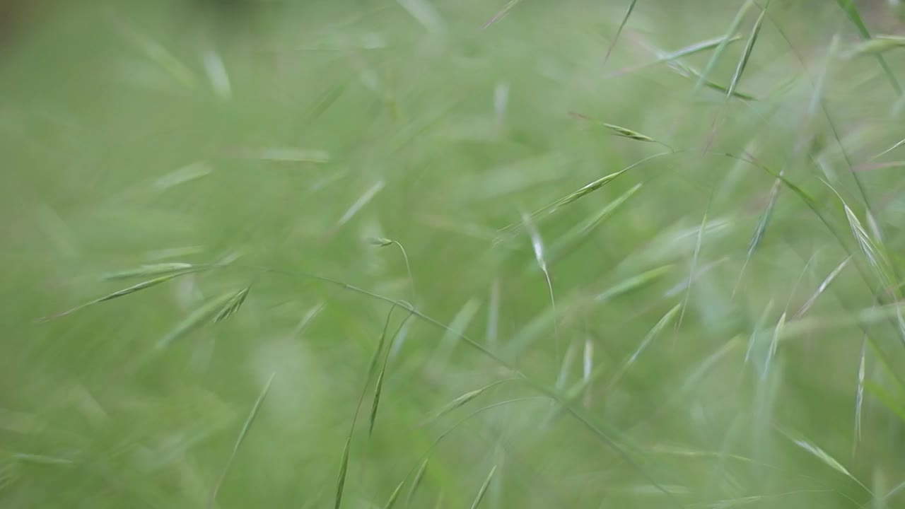 高大的草木随风飘动着美丽的散景。农村景观视频素材