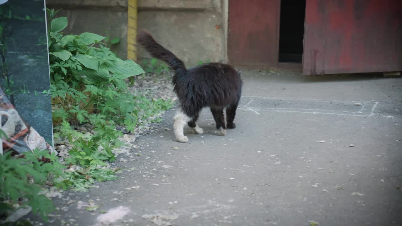 入口处有只流浪猫视频下载