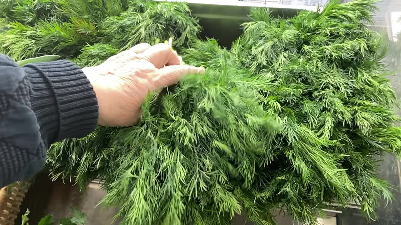 在市场上选择小茴香的过程。购物或收获时间的概念视频素材