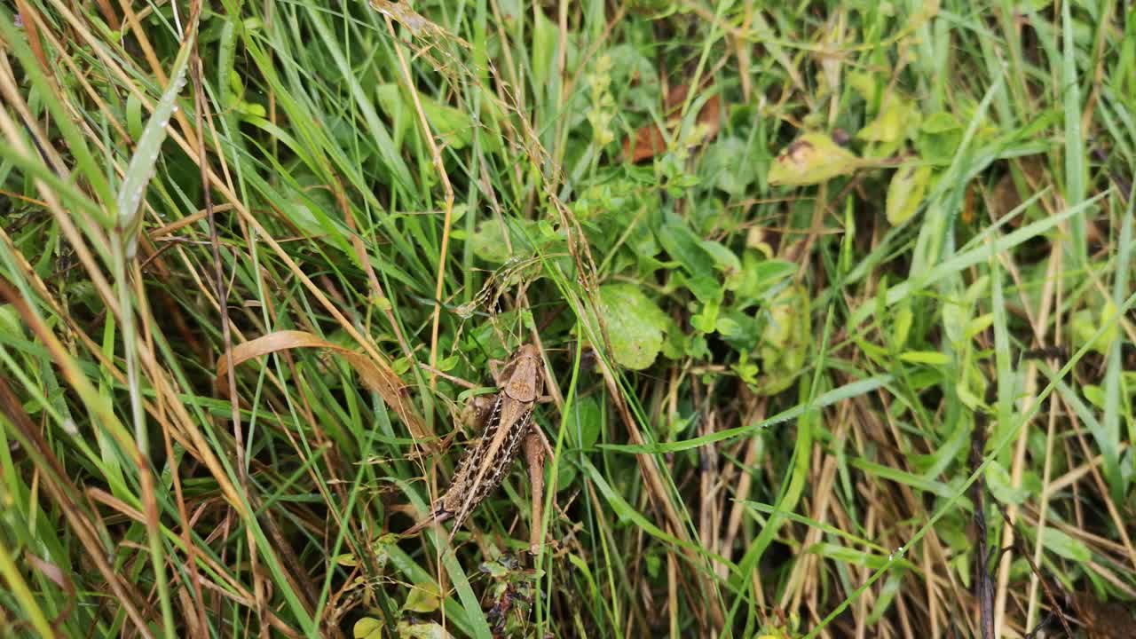 雨后蝗虫在自然条件下奔跑视频素材