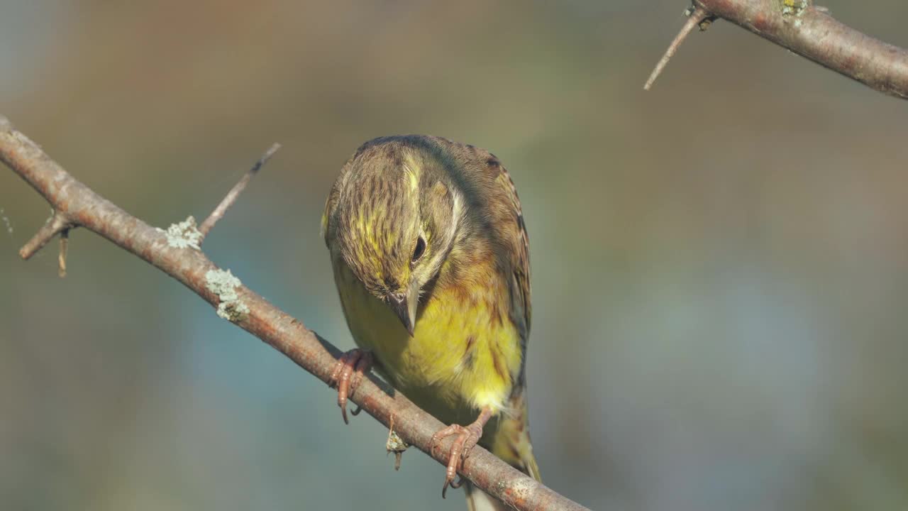 鸟-黄锤头(Emberiza citrinella)雄鸟，坐在灌木的树枝上，在阳光明媚的夏夜休息。视频素材