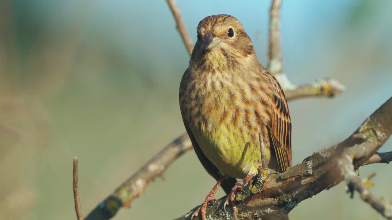 鸟-黄锤头(Emberiza citrinella)雄鸟，坐在灌木的树枝上，在阳光明媚的夏夜休息。视频素材